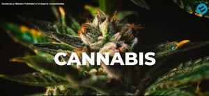 Sustancias y Métodos Prohibidos en el deporte: Cannabinoides